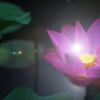 Lum Lotus's Photo