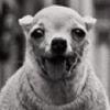 Pansa's Photo