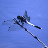Dark Dragonfly's Photo
